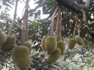 ขายสวนทุเรียน อ.แกลง จ.ระยอง