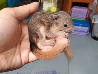 ขายกระรอกราคาถูก