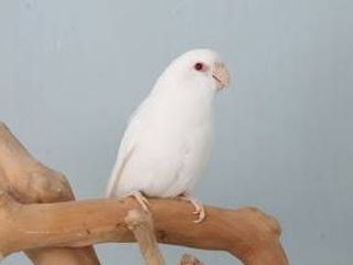 นกแก้วฟอพัสอัลบิโน่ตาแดง