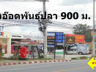 ลุงอ๊อดพันธุ์ปลา เชียงใหม่ (มีแผนที่) ลูกปลาดุกบิ๊กอุย