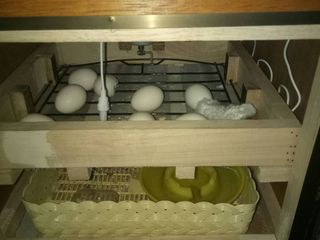 ตู้ฟักไข่ ตราไทไท มือสอง 
กลับไข่อัตโนมัต ขนาดไส่ไข่40 ฟอง