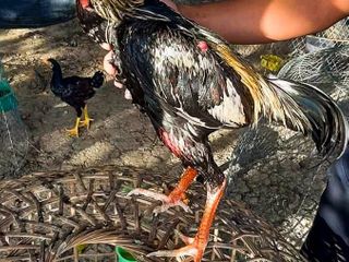 ไก่ชน พม่าตีเจ็บ