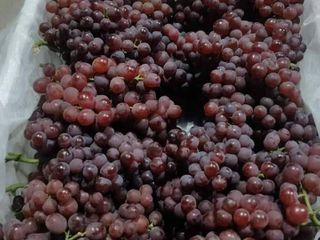 องุ่นไข่ปลา