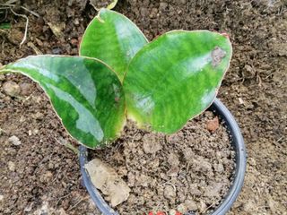 ครีบปลาวาฬ