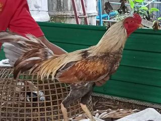 ไก่ชนพม่า ไก่หนุ่ม ไก่สวยพร้อมเล่น รอย2.6-7