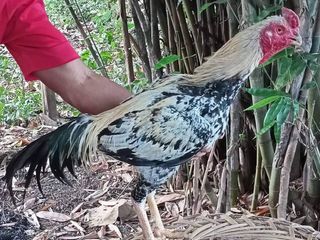 ไก่ชนพม่า พร้อมเล่น รอย2.6-7