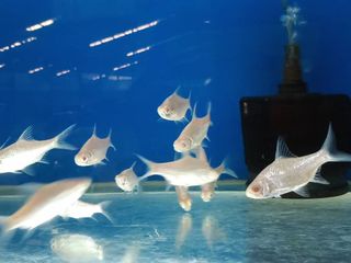 ตะเพียนแพลตตินั่ม