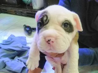 อเมริกันบูลลี่