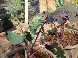 Red Russia Kale