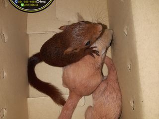 ขายกระรอก ราคาถูก จัดส่งทัวประเทศ