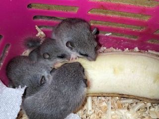 ดอร์เมาส์(กระรอกจิ๋ว)