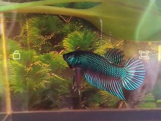 ปลากัดอีสานลูกผสมสายกัด