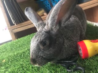 กระต่ายยักษ์Flemish Giant