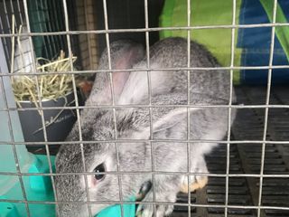 กระต่ายยักษ์ Flemish Giant