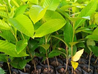 ต้นกล้ายางนาราดเชื้อเห็ดป่ารวมมิตร