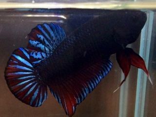 ปลากัดเก่งเมืองกันตัง