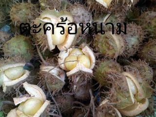 ต้นตะคร้อหนาม