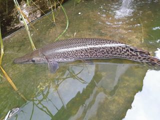 ปลาอริเกเตอร์