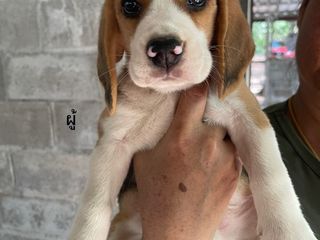 ลูกสุนัขบีเกิ้ล Beagle