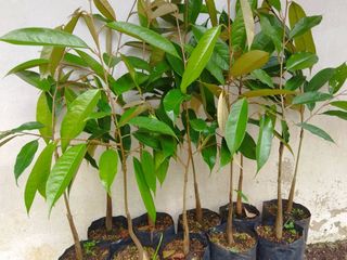 ต้นทุเรียนหมอนทอง ไซส์เล็ก ชุด 10 ต้น