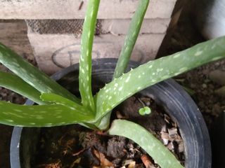 ว่านหางจระเข้