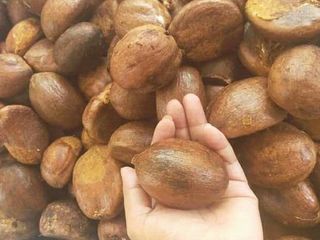 เมล็ดทุเรียนป่า