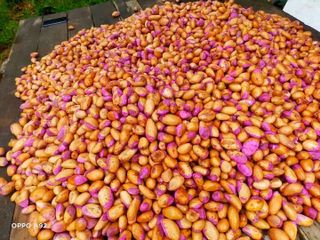 เมล็ดทุเรียนบ้าน