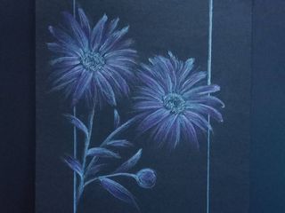 ดอกเดซี่กระดาษดำอ่อนๆ