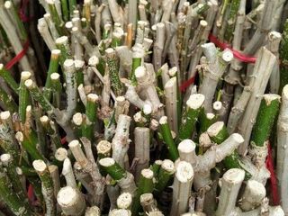 กิ่งชะอมไรหนาม