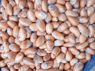 เมล็ดทุเรียนป่า