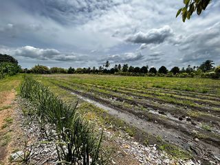 ขายที่ดิน 20 ไร่ ติดถนนดำ ใกล้วัดวังน้ำขาว นครปฐม