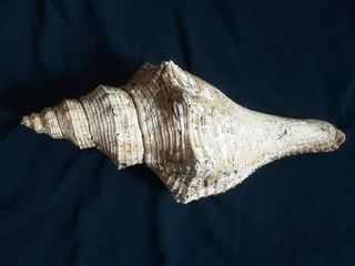 หอยเก่าแต่งห้องรับแขกยาว13นิ้ว