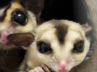 ชูการ์คู่ผู้เมียไวเฟส