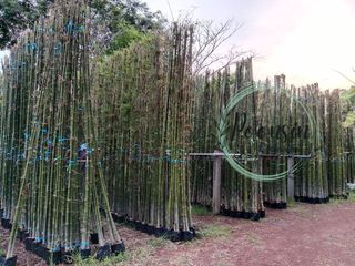 ขายพันธุ์ไผ่เลี้ยงแท้ ชำจากต้นตอ รากเต็ม แข็งแรง พร้อมปลูก