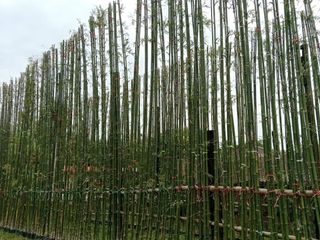 ขายพันธุ์ไผ่เลี้ยงแท้ จากปราจีนบุรี