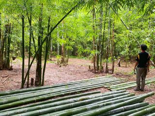 ไม้ไผ่ซางหม่น ลำไม้ไผ่ซางหม่น ราคาถูกจัดส่งทั่วไทย