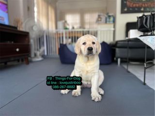 ยางกันลื่นน้องหมา ป้องกันข้อสะโพกเสื่อม สัตวแพทย์แนะนำให้ใช้