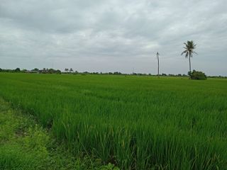 ขายที่สีม่วง สร้างโรงงาน 40 ไร่ ต.พิมพา อ.บางปะกง จ.ฉะเชิง