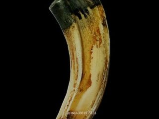 เขี้ยวหมูป่าอุดครั่ง