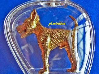 สุนัขเฝ้าทรัพย์ เฝ้าเจ้าของ พระครูปืน วัดลาดชะโด จ.อยุธยา