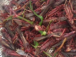 จำหน่าย ตั๊กแตนไข่