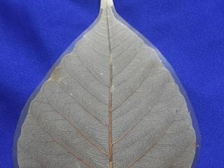 ใบโพธิ์จากต้นศรีมหาโพธิ์เมืองพุทธคยาอินเดีย