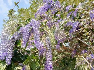 พวงคราม