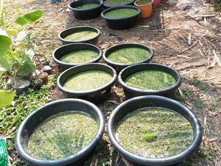 แหนแดง พินนาต้า