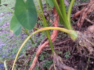 บอนนาแกง