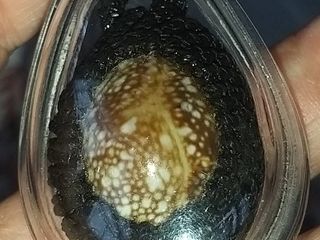 เบี้ยแก้ หลวงปู่แผ้ว วัดรางหมัน