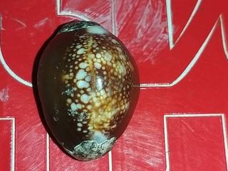 เบี้ยแก้อาถรรณ์ หลวงปู่ธูป วัดลาดน้ำขาว รุ่น3