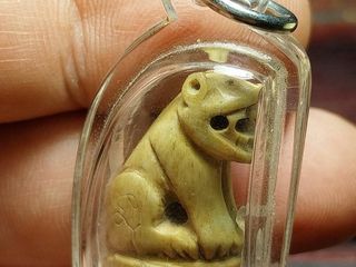 เสือ วัดคลองด่าน