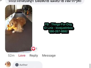 ยางกันลื่นสุนัข ป้องกันข้อสะโพก ขาแบะ เป็นโรคที่รักษาแพงมาก