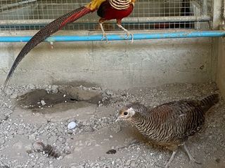 ไก่ฟ้าโกลเด้น รุ่นพ่อแม่พันธุ์